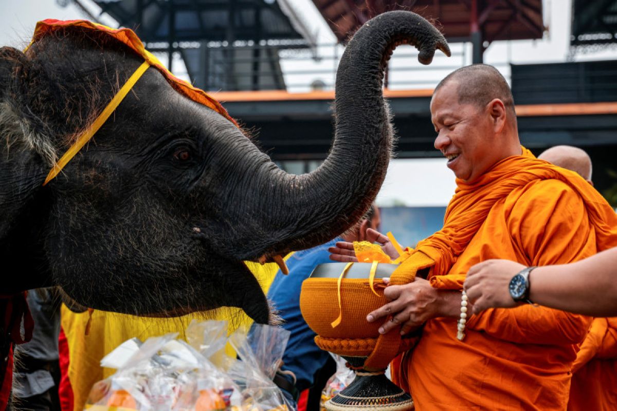 Peran Gajah dalam Budaya dan Ekonomi Thailand Modern: Antara Tradisi dan Konservasi