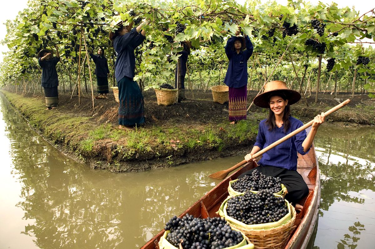 Kebun Anggur Hua Hin Thailand Menarik Investor Asing